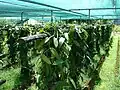 Vanillepflanzen in einer Plantage
