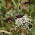 Diese Libelle heißt kleine Moosjungfer. Sie lebt im Hochmoor und ist sehr selten.
