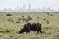 Ein Büffel. Im Hintergrund sieht man schwach die Skyline von Nairobi.