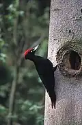 Der Schwarzspecht trägt eine rote Haube.