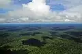 Der Regenwald um den Fluss Amazonas.