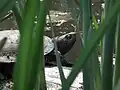 Sie fühlt sich im Wasser und an Land wohl.