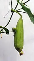 Gurke am Ast, in Sri Lanka