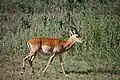 Impalas gleichen in Größe und Farbe unserem Reh. Hier ein Männchen.