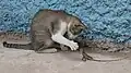 Die Hauskatze ist ein Säugetier, die Blutsaugeragame ein Reptil.