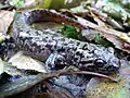 Ein Pazifischer Riesensalamander