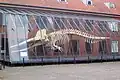 Das Skelett eines Pottwals in Lübeck, beim Museum für Natur und Umwelt