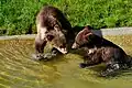 Berna und Ursina waren zwei Braunbärenkinder im Bärenpark der Stadt Bern.