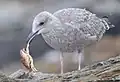 Eine junge Kanadamöve mit Krabbe.