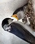 Schwalben kleben ihre Nester an Wände und Felsen.