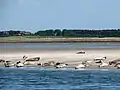 Seehunde auf einer Sandbank. Das grüne Land dahinter gehört zur Insel Föhr.