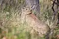 Wildkaninchen in Australien