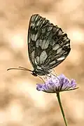 Dieser Schmetterling hat sechs Beine, er ist ein Insekt.