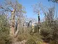 Ein Trockenwald auf Madagaskar, einer Insel östlich von Afrika