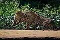 Im Pantanal-Gebiet, Brasilien: zwei Jaguare kämpfen zum Spiel.