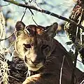 Pumas haben kleine Ohren und ein Fell aus kurzen Haaren.