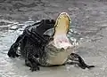 Ein Mississippi-Alligator in Verteidigung