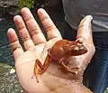 Diesen Baumfrosch gibt es nur auf Fidschi.