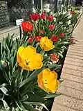 Tulpen zieren viele Rabatten…