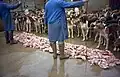 Hier werden viele Jagdhunde gefüttert.