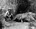 Der amerikanische Schriftsteller Ernest Hemingway auf einer Safari, etwa im Jahr 1933