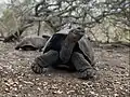 Eine Galapagos-Riesenschildkröte