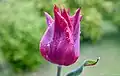 Tulpen wurden in vielen Farben gezüchtet.