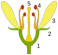 Diese Teile hat eine Blüte: 1. Blütenboden 2. Kelchblätter 3. Kronblätter 4. Staubblätter 5. Stempel