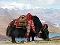 Dieses Yak in Tibet trägt einen geschmückten Sattel.