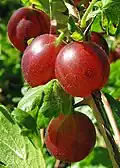 Stachelbeeren