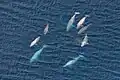 Eine Gruppe von Belugas