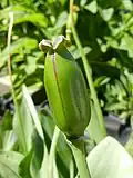 Der Stempel dieser Tulpe ist ganz dick geworden, weil sich darin die Samen entwickeln.