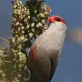 Der Wellenastrild aus dem südlichen Afrika hat den Namen wegen der Wellen auf dem Bauch.