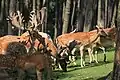 Damhirsche in einem Wildpark