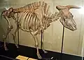Dieses Skelett eines Auerochsen steht in einem Museum in Kopenhagen.