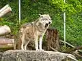 Ein Wolf im Innsbrucker Alpen-Zoo, in dem viele Tierarten aus den Alpen leben.