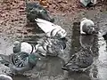 Diese Tauben nutzen den Regen für ein Bad.