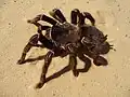 Eine Vogelspinne mit acht Beinen
