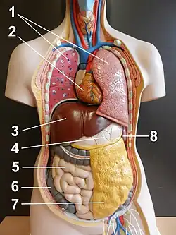Organe brust-bauch-br01b.jpg