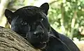 Schwarze Jaguare nennt man auch Panther oder Schwarzer Panther.