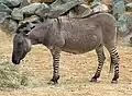 Ein Zesel aus Esel-Papa und Zebra-Mama