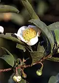 Blüte und Blätter der Tee-Pflanze