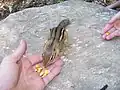 Dieses Streifenhörnchen hat sich gut an Menschen gewöhnt.