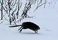 Eine Bisamratte rennt durch den Schnee.