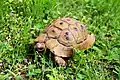 Eine Griechische Schildkröte in Jordanien