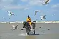Vor der Küste von Belgien: ein traditioneller Krabbenfischer zu Pferd.