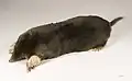 Ein Maulwurf