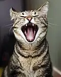 Eine Katze beim Gähnen