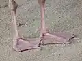 Zehen einer Silbermöwe mit Schwimmhäuten