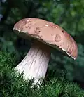 Der Steinpilz ist ein beliebter Speisepilz.